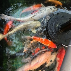 🐟✨【錦鯉の販売はじめました！】✨🐟の画像