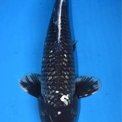 🐟✨【錦鯉の販売はじめました！】✨🐟の画像