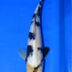 🐟✨【錦鯉の販売はじめました！】✨🐟の画像