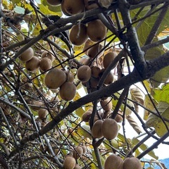 受付終了⑥キウイ30個(無農薬)の画像