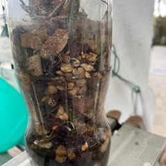 [観葉植物]フィロデンドロンフロリダ斑無しの画像