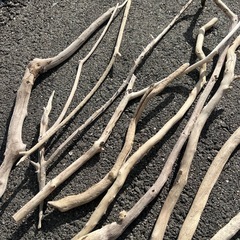 海岸で採取　長い流木の画像