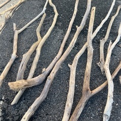 海岸で採取　長い流木の画像