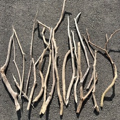 海岸で採取　長い流木の画像