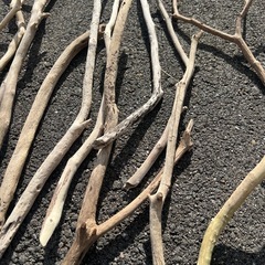 海岸で採取　長い流木の画像