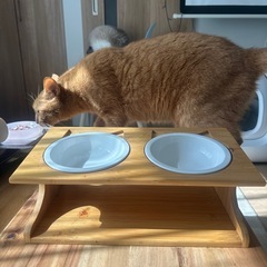 猫餌・水やり機を譲りますの画像