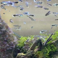 ドイツイエロータキシード稚魚　10匹の画像