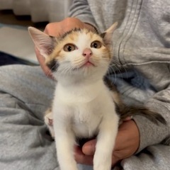 ちびミケ♡生後2〜3ヶ月♡女の子！可愛いすぎ子猫