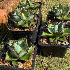 【残り3個になりました】冬前に大株ブラック&ブルー5個だけ出しますの画像