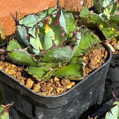 【残り3個になりました】冬前に大株ブラック&ブルー5個だけ出しますの画像