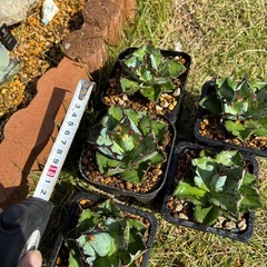 【残り3個になりました】冬前に大株ブラック&ブルー5個だけ出しますの画像