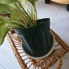 観葉植物　ポトス2種セットの画像