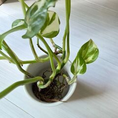観葉植物　ポトス2種セットの画像