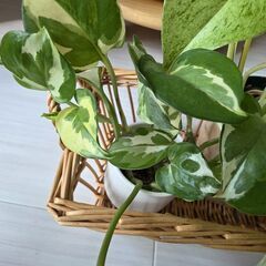 観葉植物　ポトス2種セットの画像