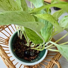 観葉植物　ポトス2種セットの画像