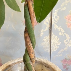 【11/16まで受付】観葉植物の画像