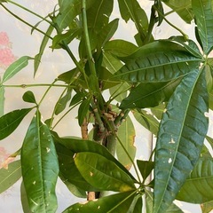 【11/16まで受付】観葉植物の画像