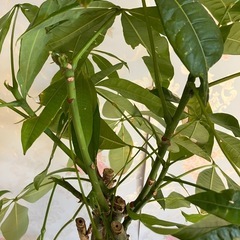 【11/16まで受付】観葉植物の画像