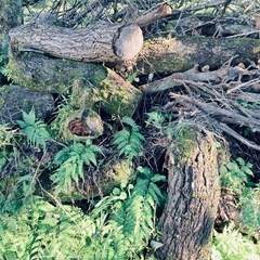 伐採木、枝差し上げます。の画像