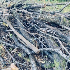 伐採木、枝差し上げます。の画像