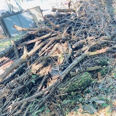 伐採木、枝差し上げます。の画像