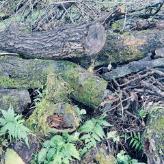 伐採木、枝差し上げます。の画像