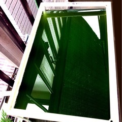 超濃いグリーンウォーター🟩⒊ℓ=3,000ml👀メダカ.家外飼育.室内飼育.兼用の画像