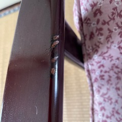 リクライニング座椅子　ピンク　高さ調整可能の画像