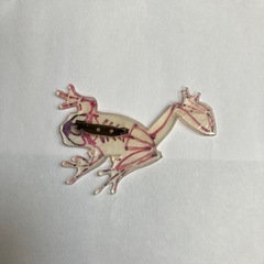 カエルのバッチの画像