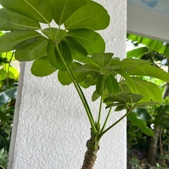 [観葉植物]ブラッサイヤ
の画像