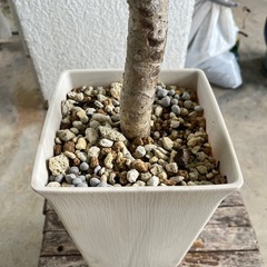 [観葉植物]ブラッサイヤ
の画像