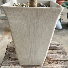 [観葉植物]ブラッサイヤ
の画像