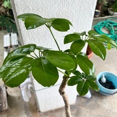 [観葉植物]ブラッサイヤ
の画像