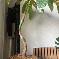 パキラ 植物大きめ(100cmの画像