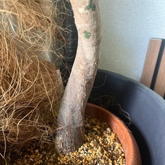 パキラ 植物大きめ(100cmの画像