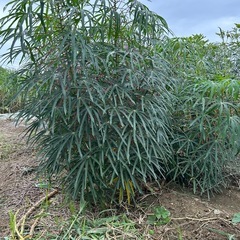 キャッサバの画像