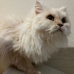 ラガマフィン クリームちゃん