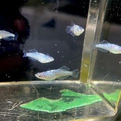 ゴブリン若魚の画像