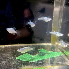 ゴブリン若魚の画像