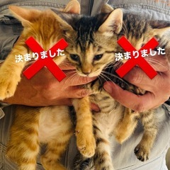 里親探してます。決まりました。