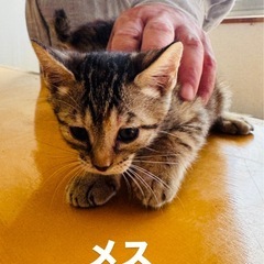 里親探してます。決まりました。 - 曽於市