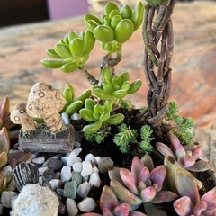 多肉　　寄せ植えの画像