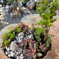 多肉　　寄せ植えの画像
