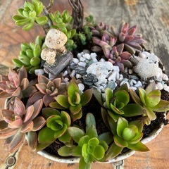 多肉　　寄せ植えの画像