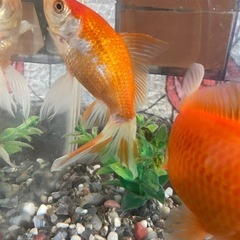 金魚２匹の画像