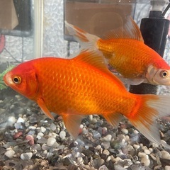 金魚２匹の画像