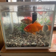 金魚２匹の画像