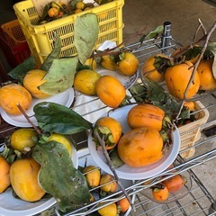 渋柿‼️干し柿用‼️自家製で4つ￥100円⭕️の画像