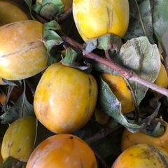 渋柿‼️干し柿用‼️自家製で4つ￥100円⭕️の画像