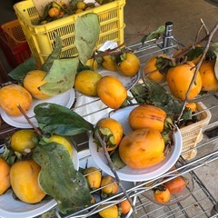 渋柿‼️干し柿用‼️自家製で4つ￥100円⭕️の画像